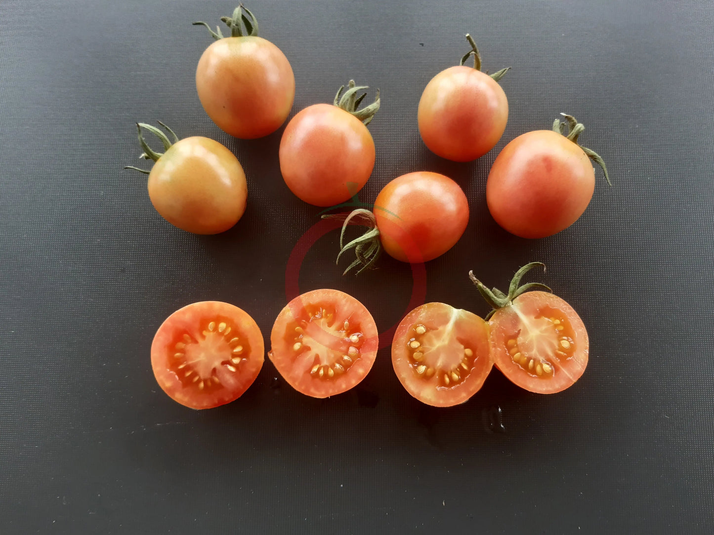 Madagascar DER TOMATENFLÜSTERER