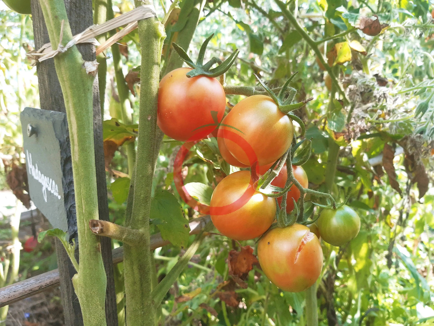 Madagascar DER TOMATENFLÜSTERER
