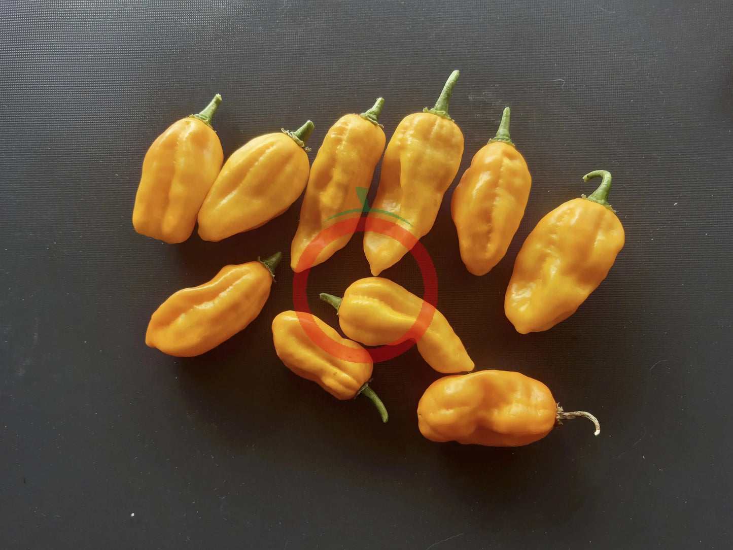 Madame Jeanette DER TOMATENFLÜSTERER