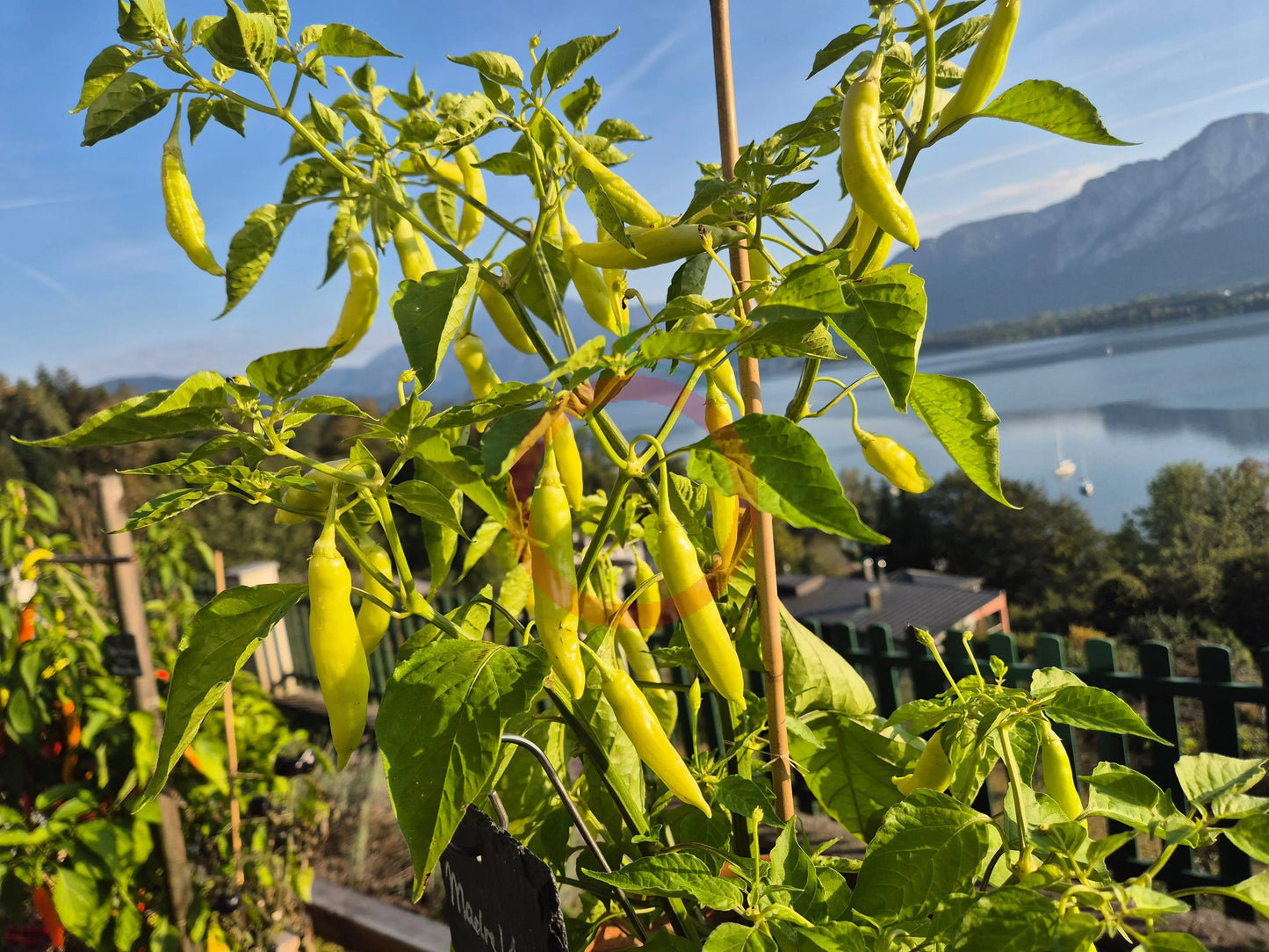 Madre Vieja DER TOMATENFLÜSTERER