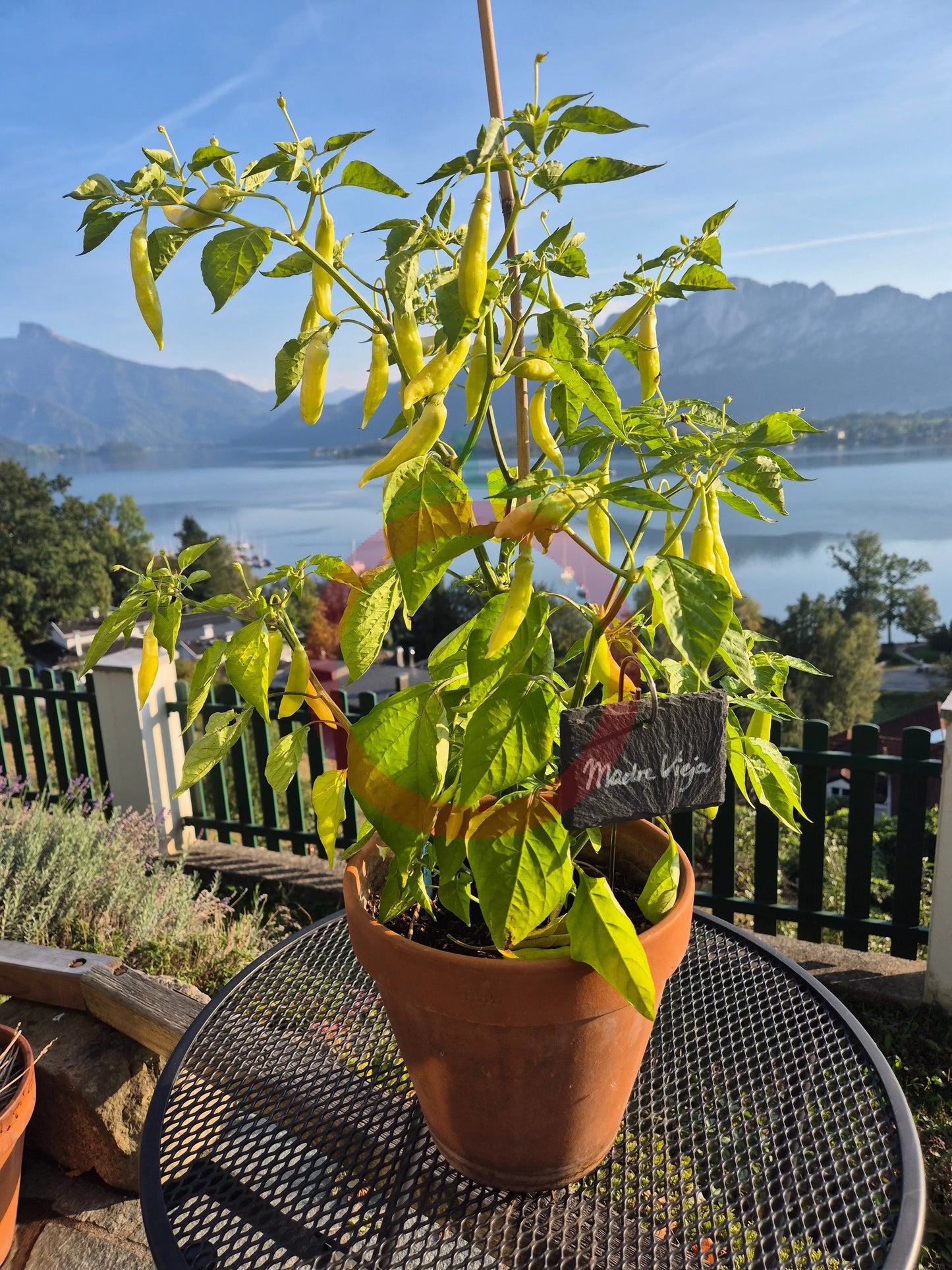 Madre Vieja DER TOMATENFLÜSTERER