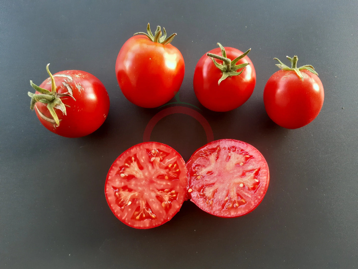 Maghrebi DER TOMATENFLÜSTERER