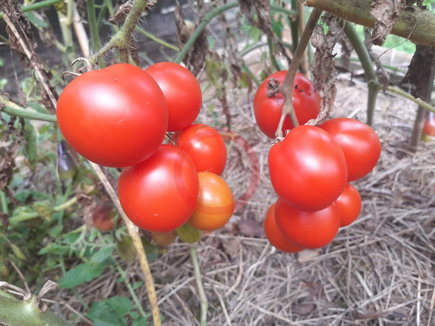 Maja DER TOMATENFLÜSTERER