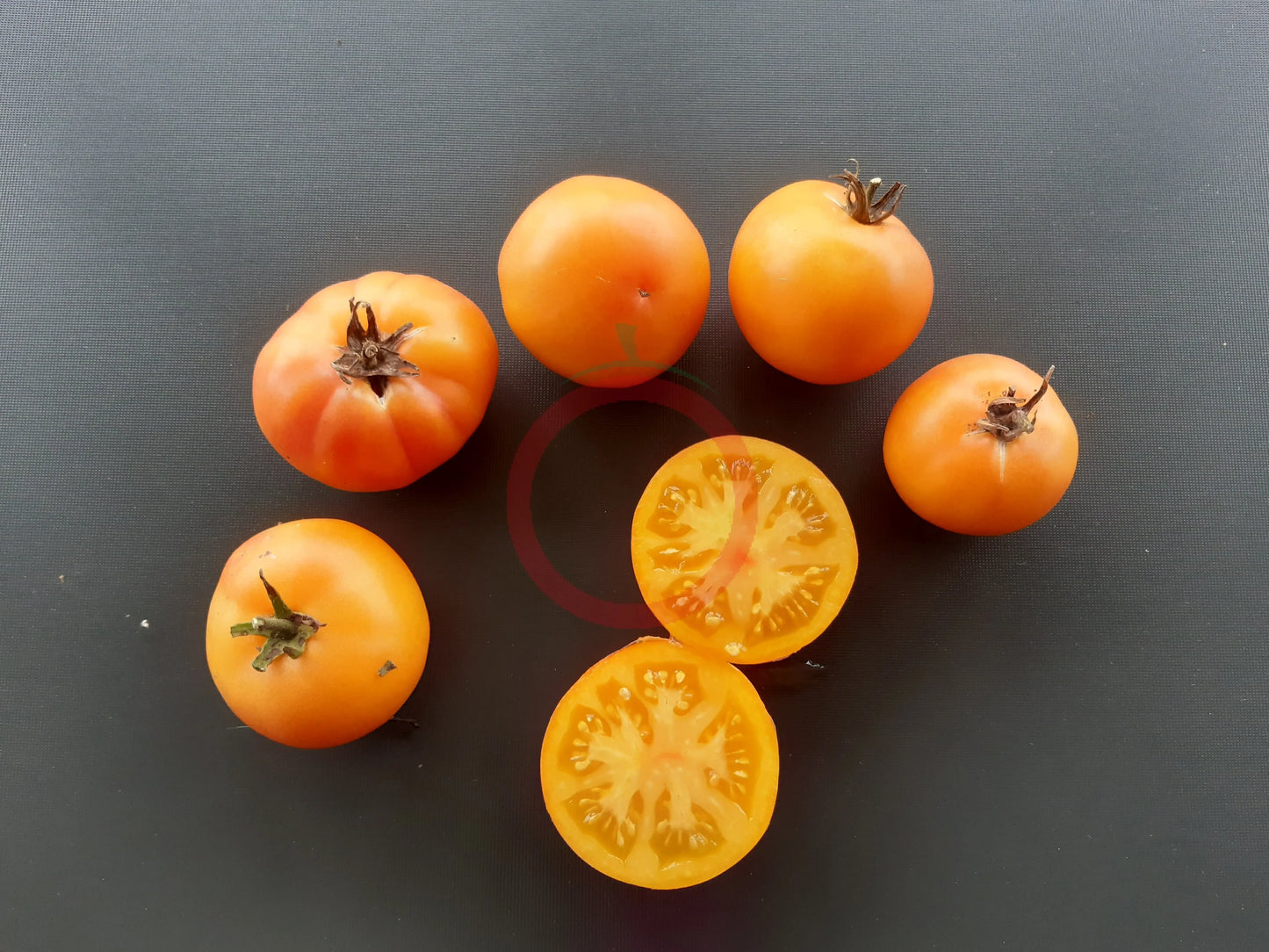 Mallorquin Colgados DER TOMATENFLÜSTERER