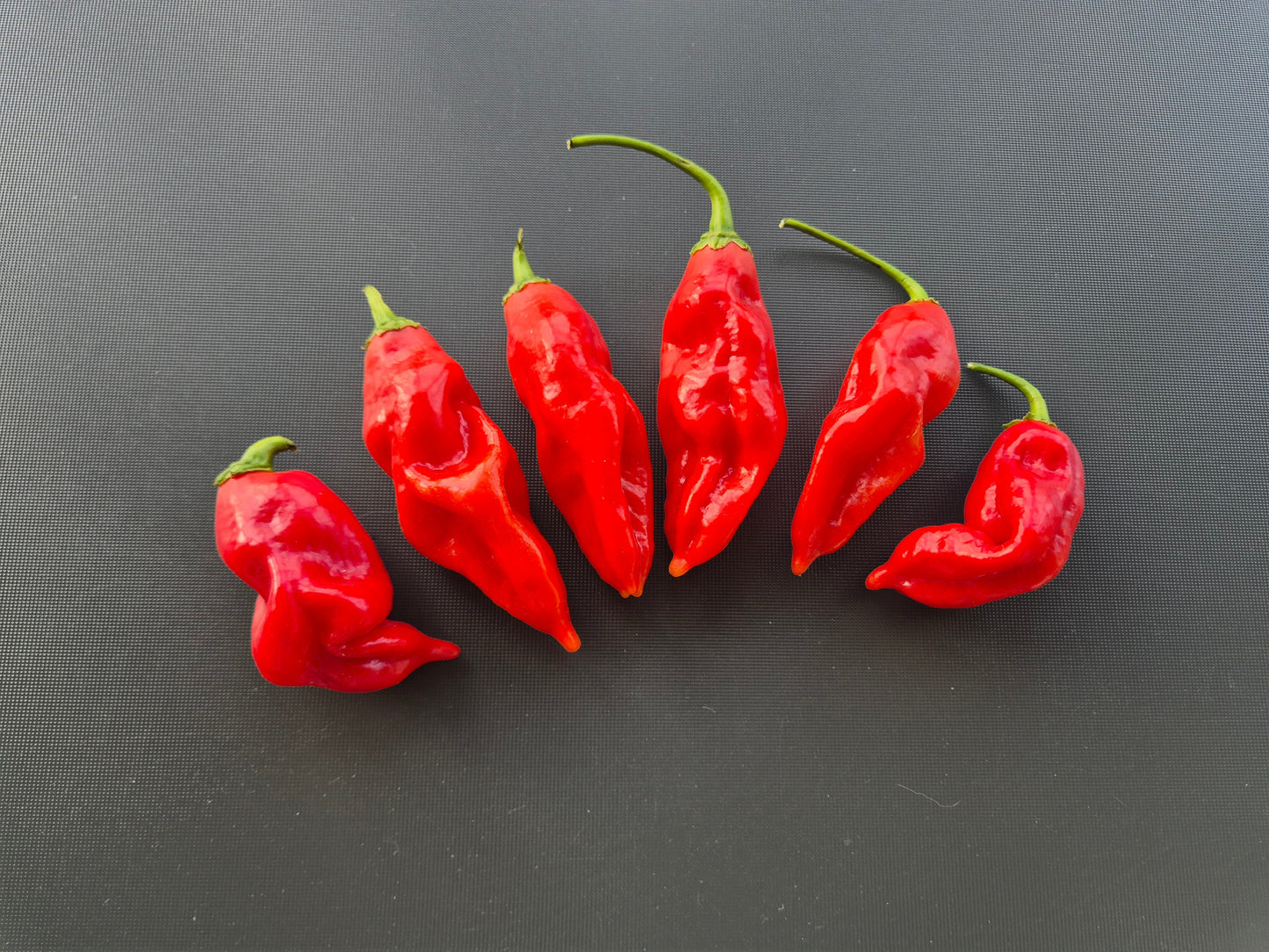 Manabi Sweet DER TOMATENFLÜSTERER