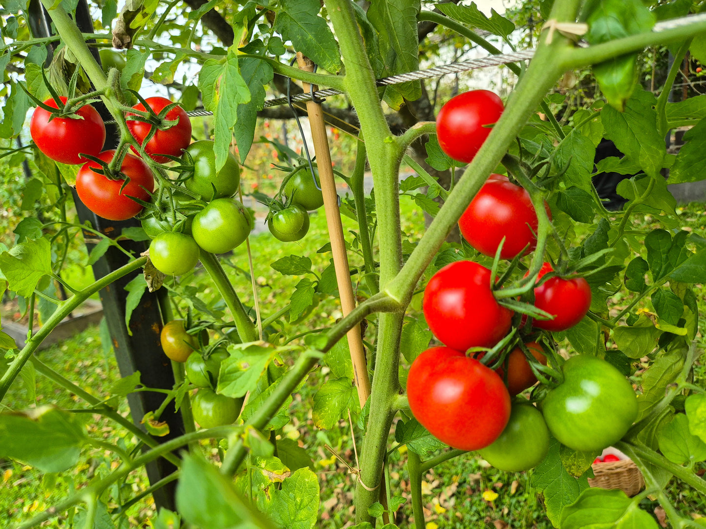 Manx Marvel DER TOMATENFLÜSTERER