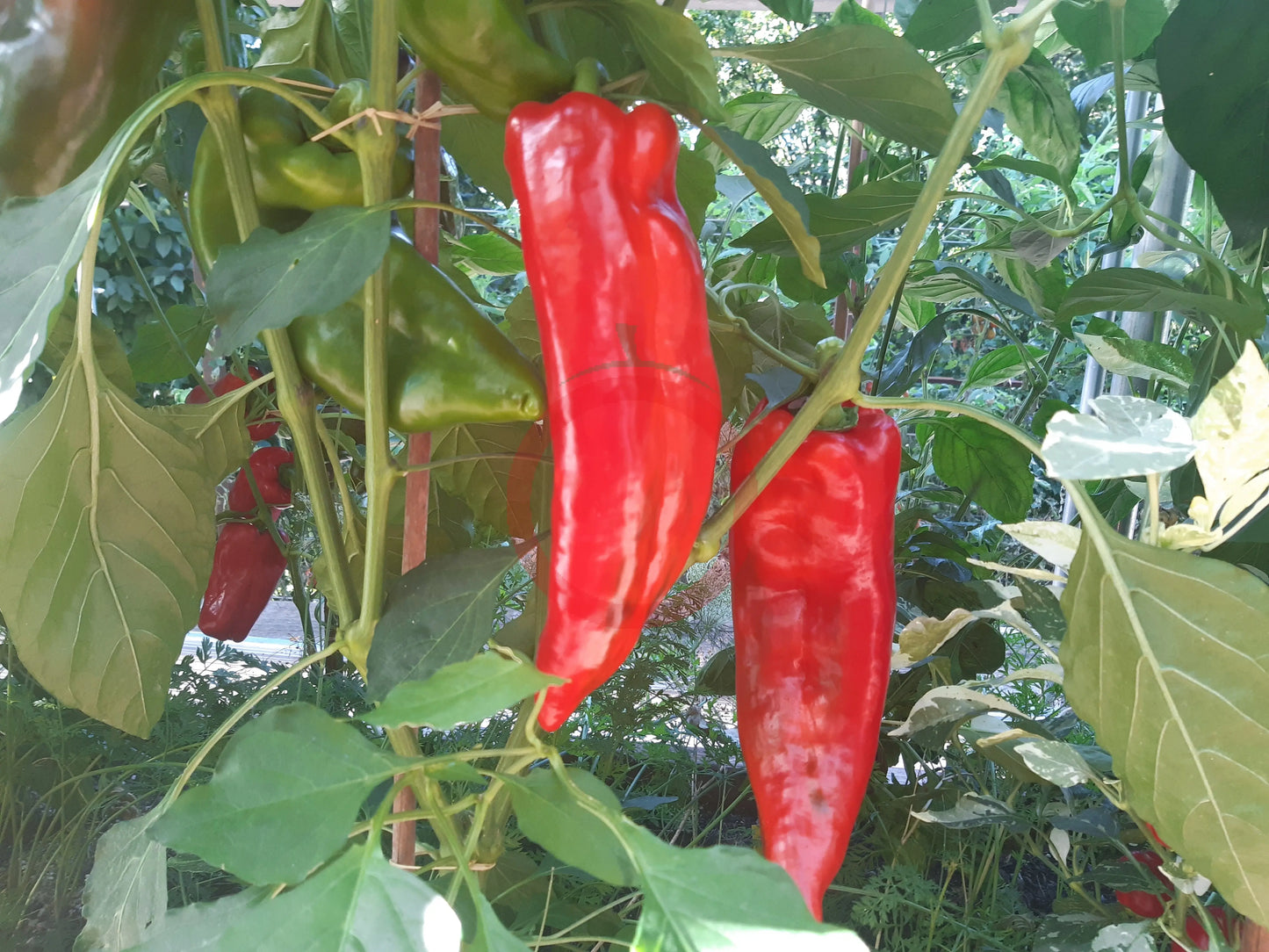 Marconi "Gigant" DER TOMATENFLÜSTERER
