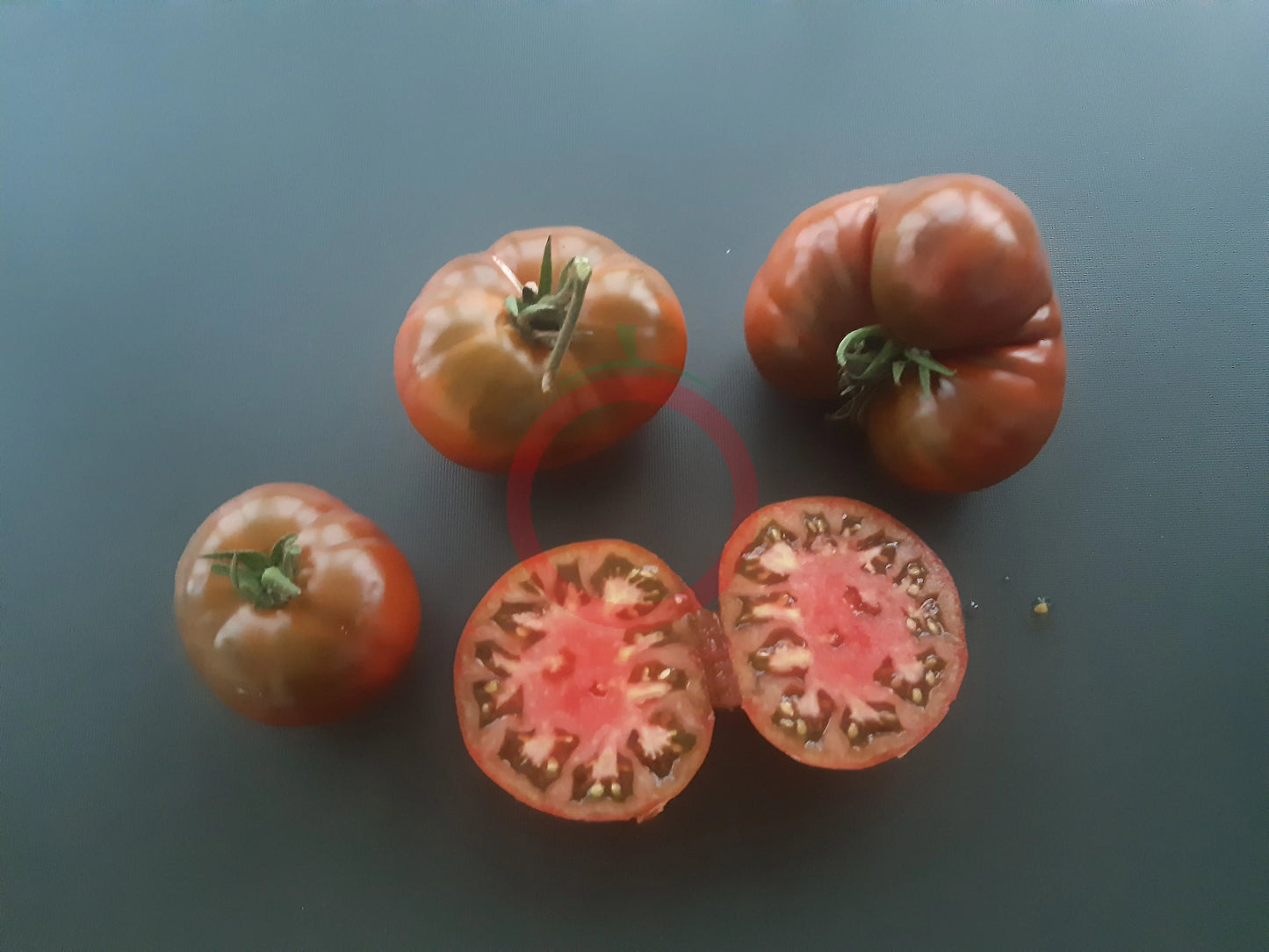 Margaret Curtain DER TOMATENFLÜSTERER
