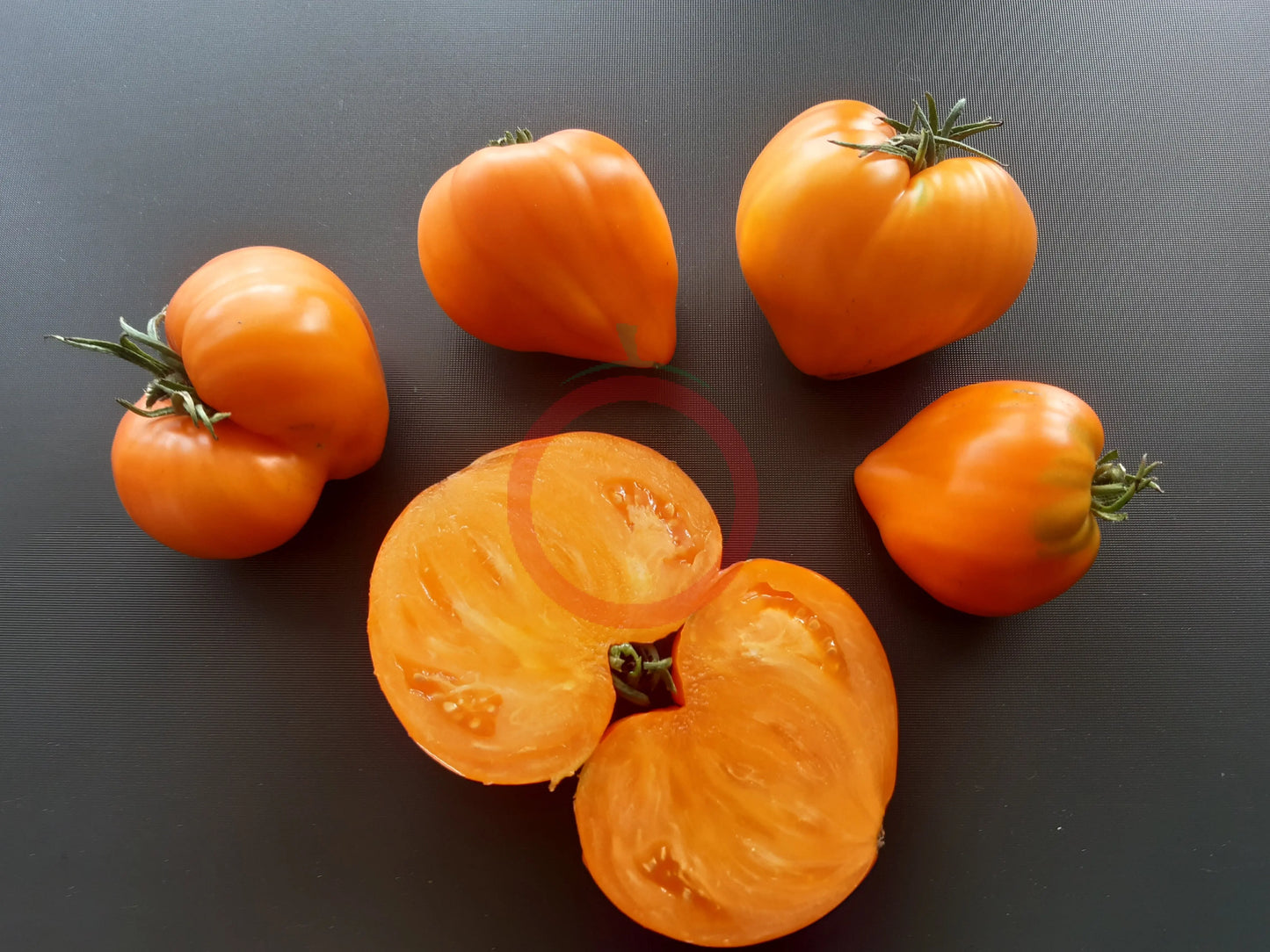Marina Duhova DER TOMATENFLÜSTERER