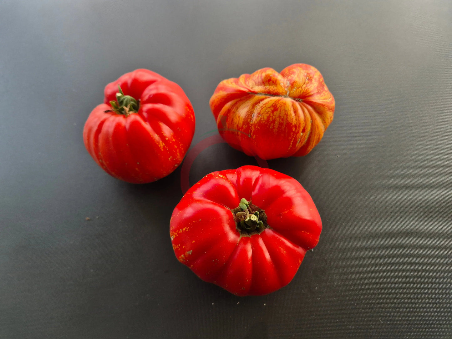 Marmande de Montpellier DER TOMATENFLÜSTERER