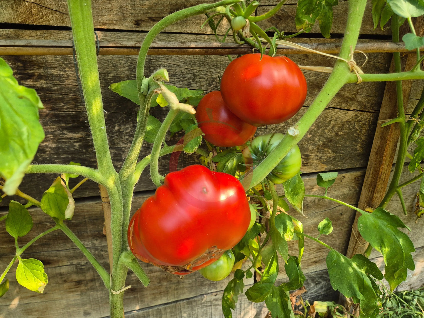 Melissa Kavkazskaya Ovcharka DER TOMATENFLÜSTERER