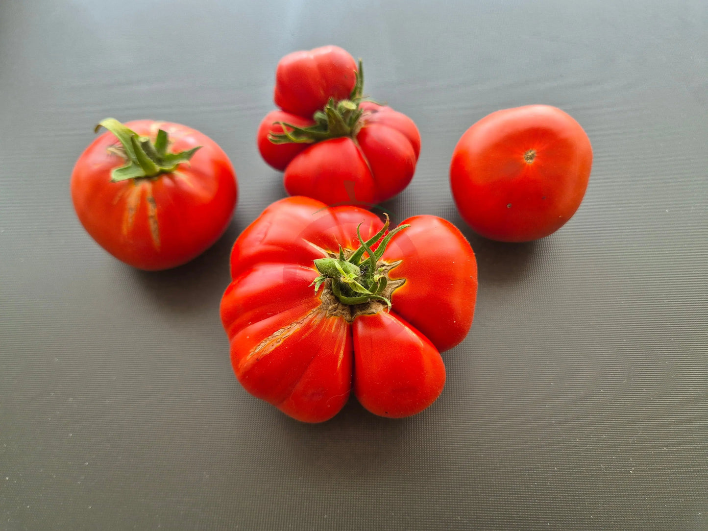 Melissa Kavkazskaya Ovcharka DER TOMATENFLÜSTERER