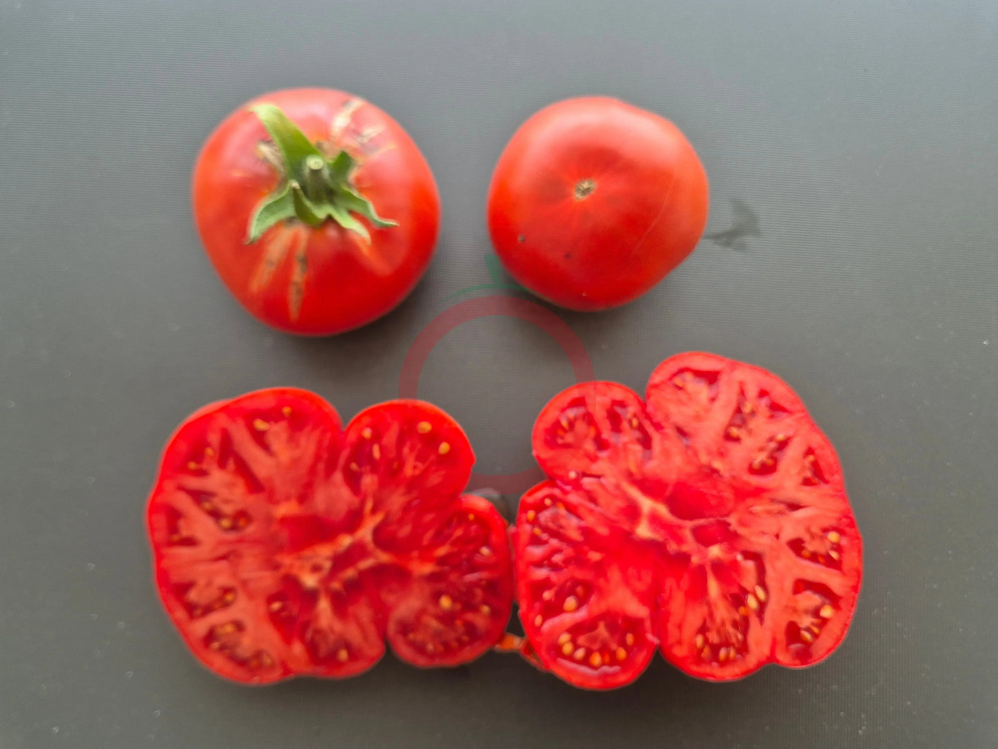 Melissa Kavkazskaya Ovcharka DER TOMATENFLÜSTERER