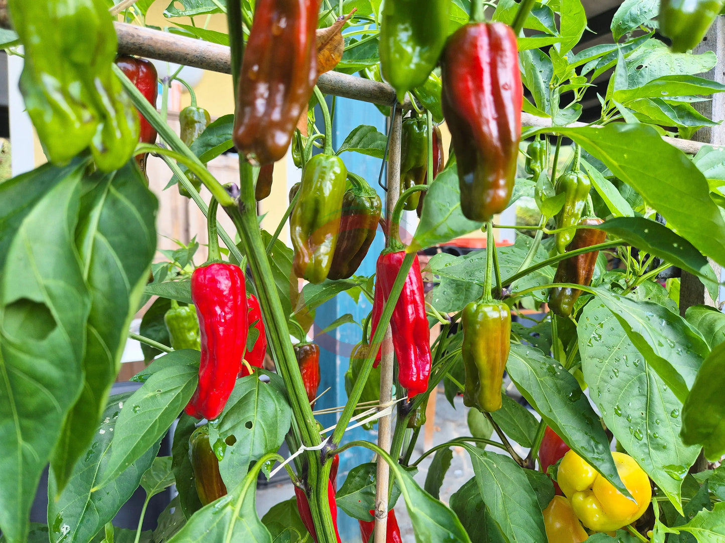 Melrose Pepper DER TOMATENFLÜSTERER