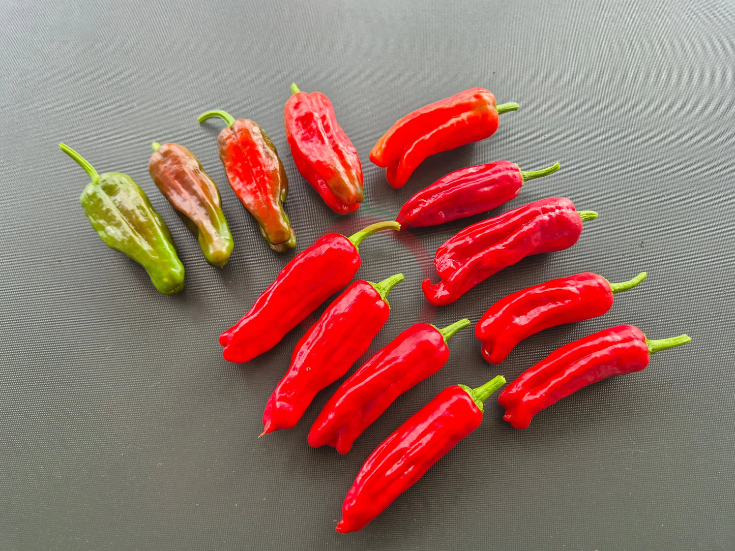Melrose Pepper DER TOMATENFLÜSTERER