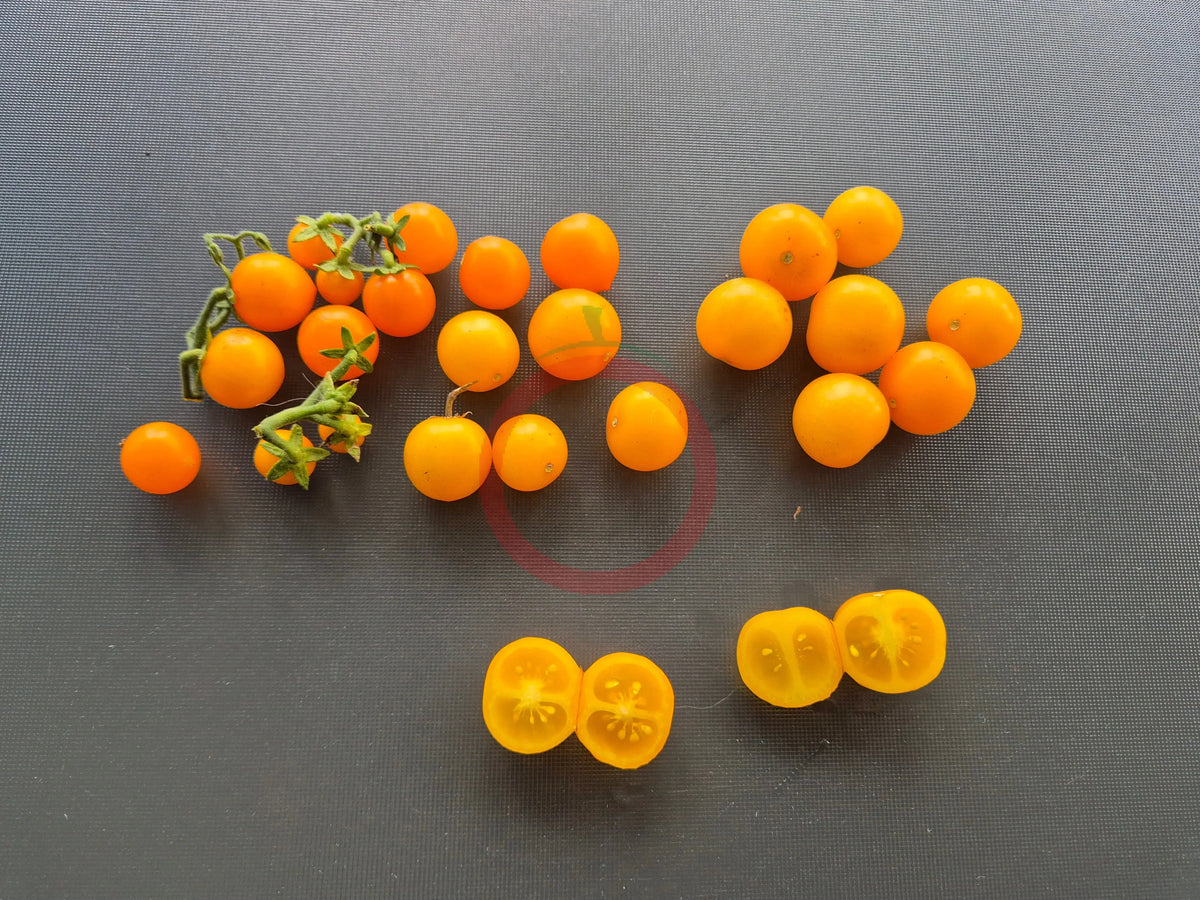 Micro Gemma DER TOMATENFLÜSTERER