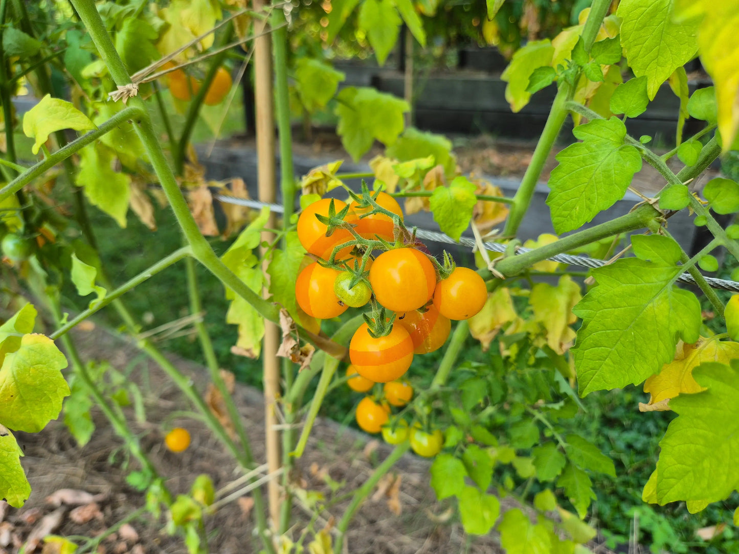 Mirabell DER TOMATENFLÜSTERER