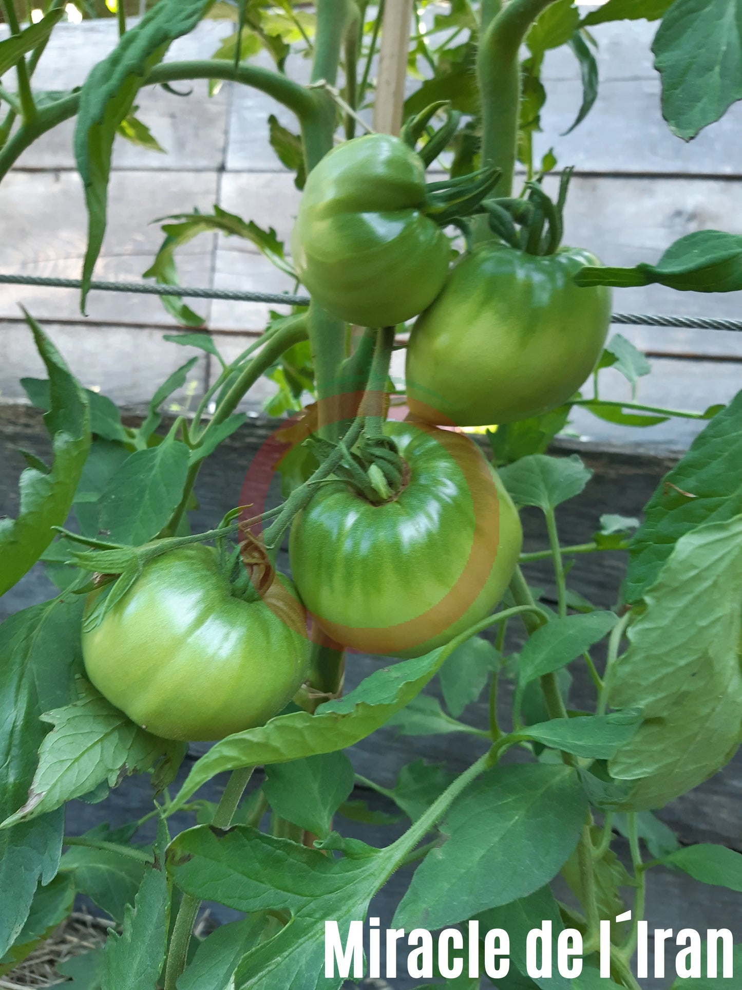 Miracle de l´Iran DER TOMATENFLÜSTERER