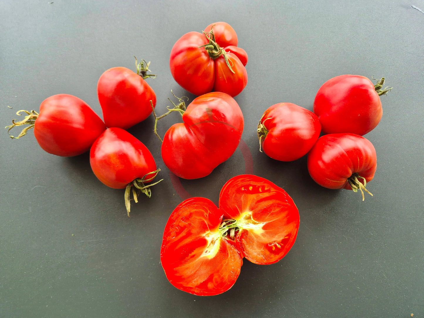 Mishka Kosolapy DER TOMATENFLÜSTERER