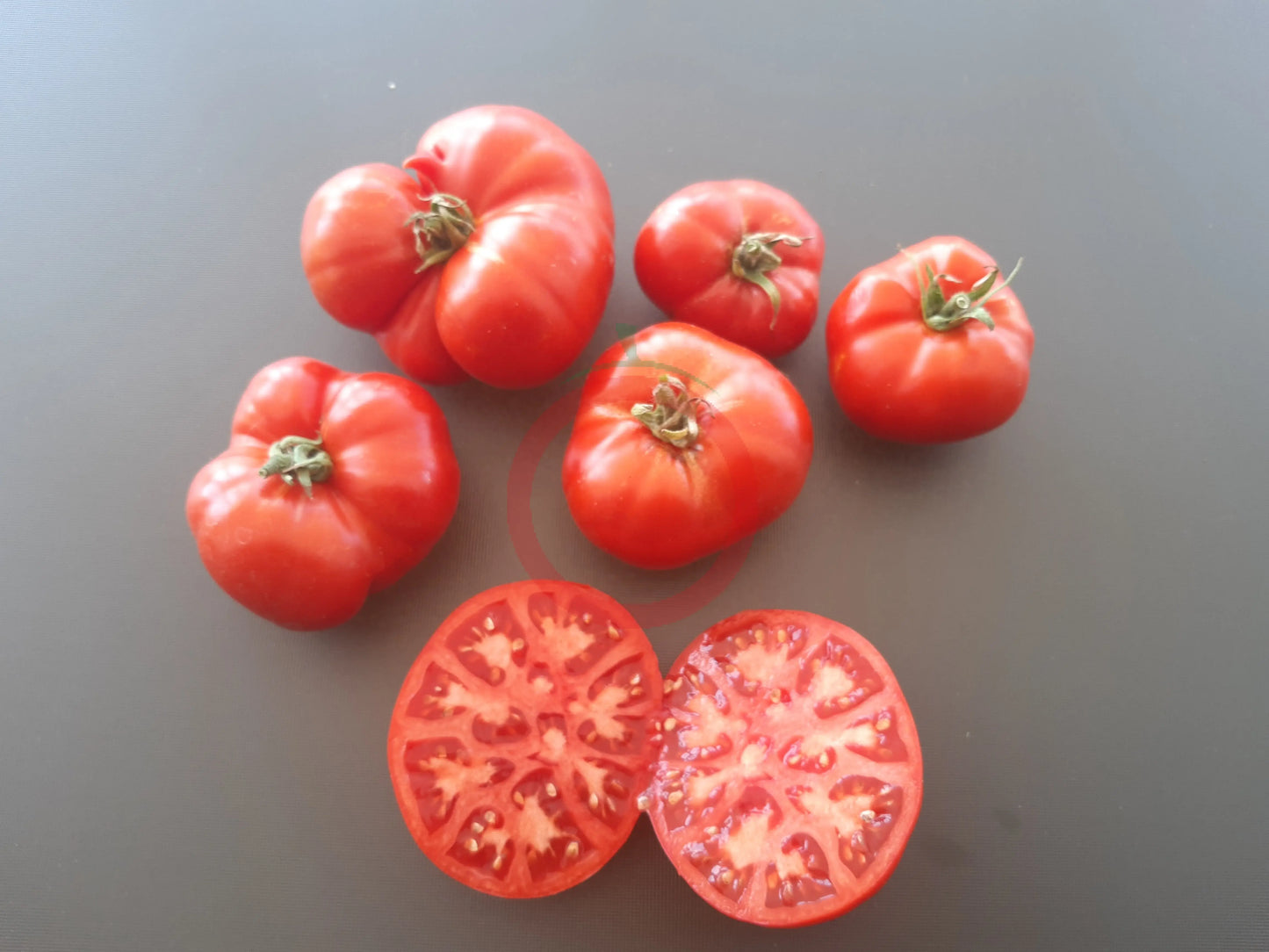 Mongolskiy Karlik DER TOMATENFLÜSTERER