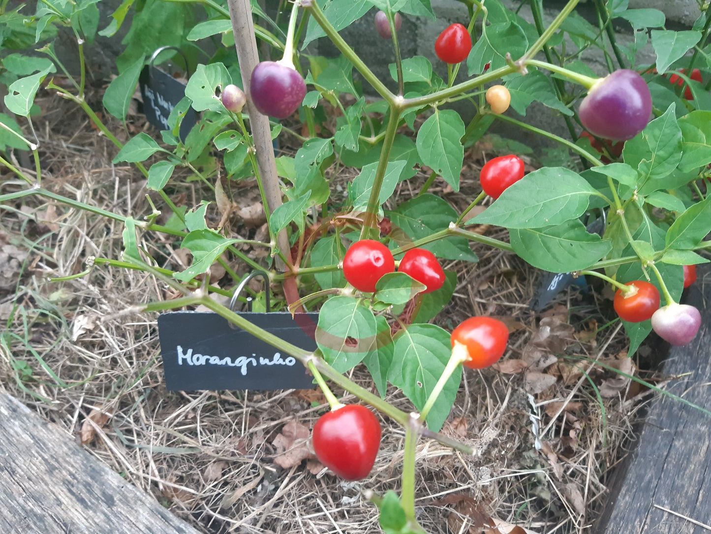Moranginho DER TOMATENFLÜSTERER