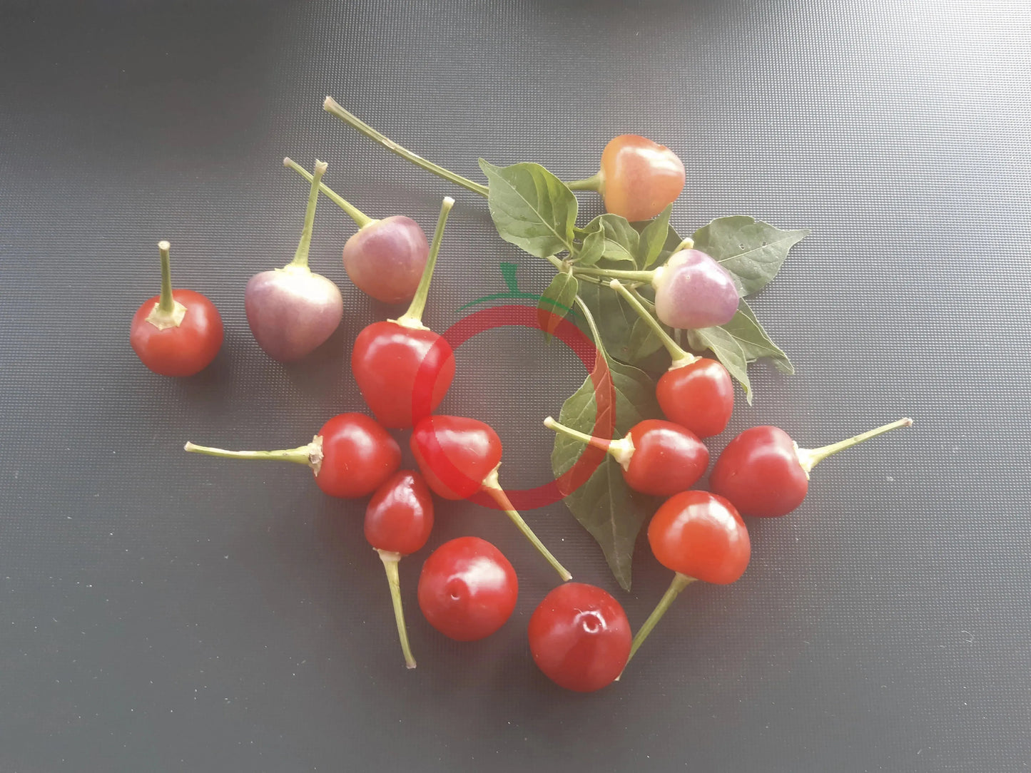 Moranginho DER TOMATENFLÜSTERER