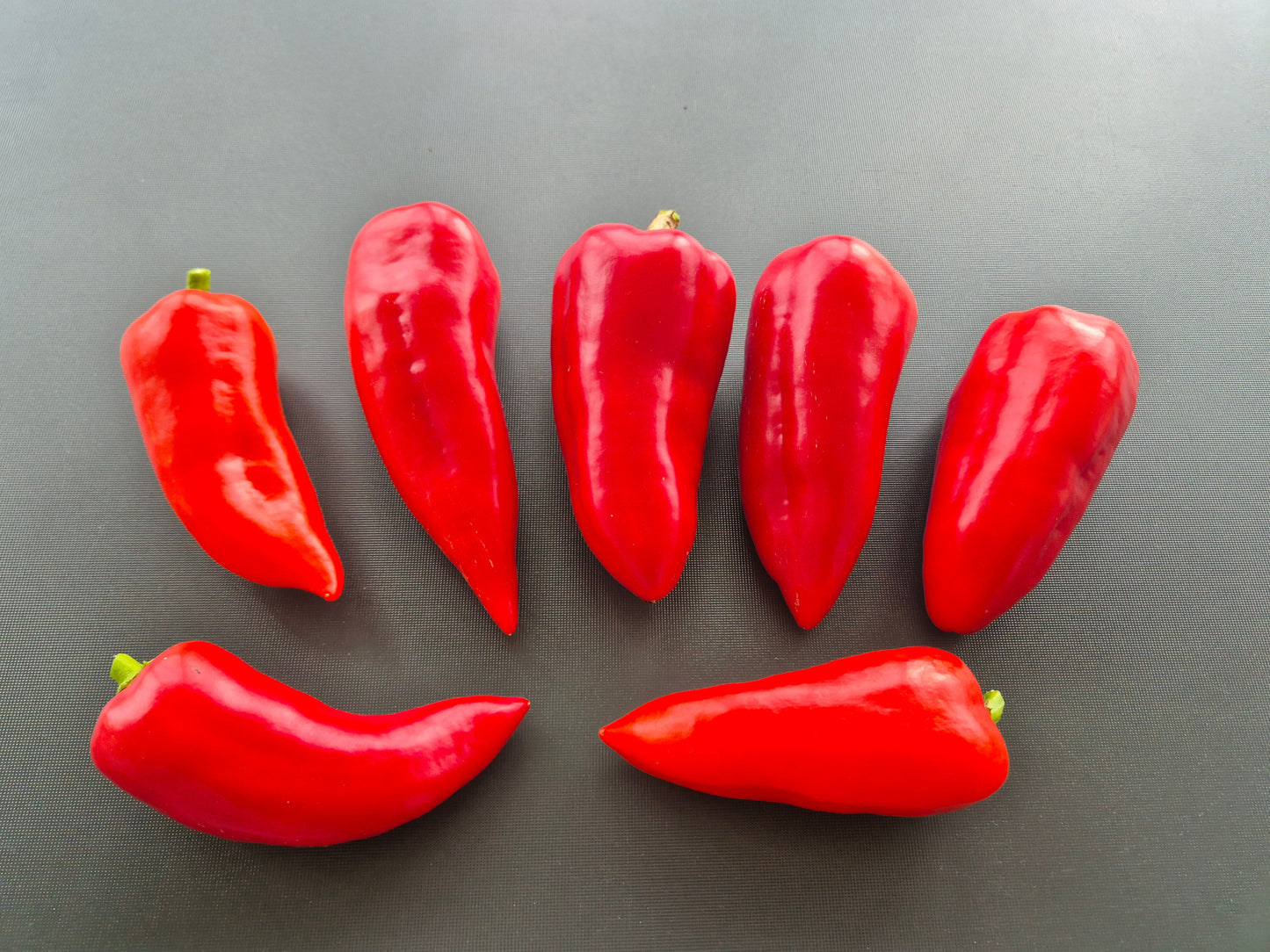 Morosko DER TOMATENFLÜSTERER