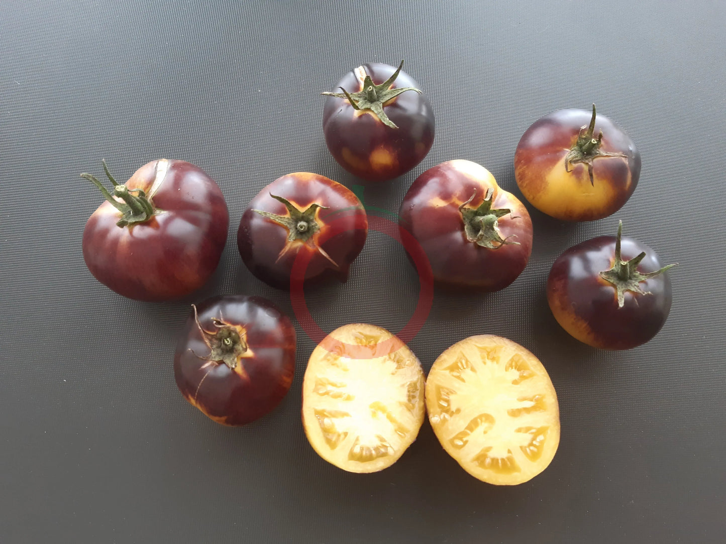 Motley Mouse DER TOMATENFLÜSTERER