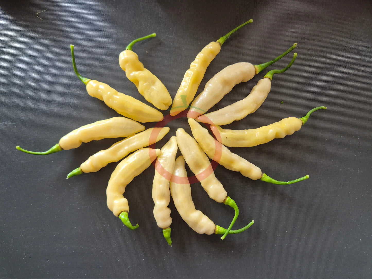 Murupi Boa Vista DER TOMATENFLÜSTERER