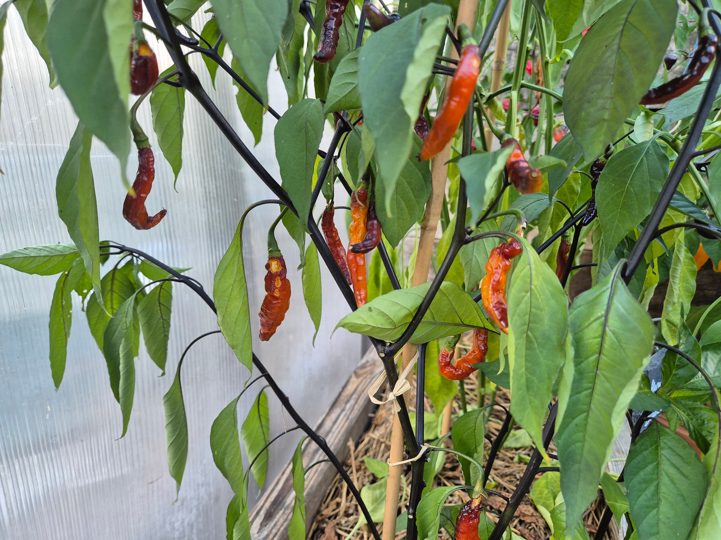 Murupi Purple DER TOMATENFLÜSTERER