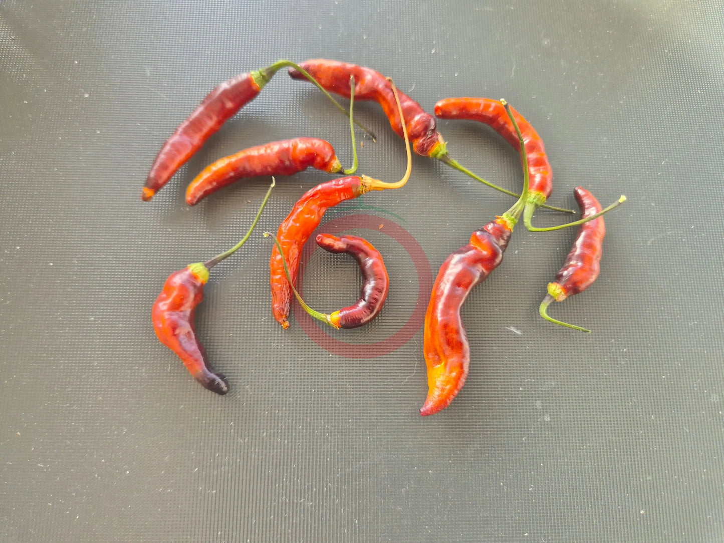 Murupi Purple DER TOMATENFLÜSTERER