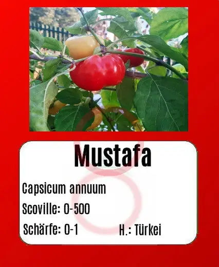Mustafa DER TOMATENFLÜSTERER