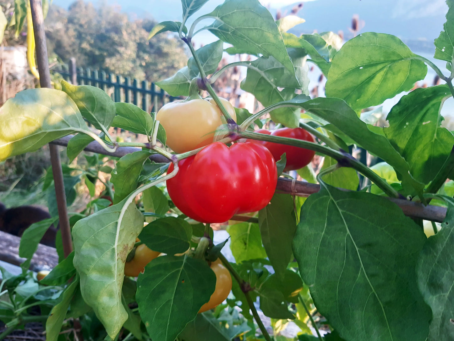Mustafa DER TOMATENFLÜSTERER