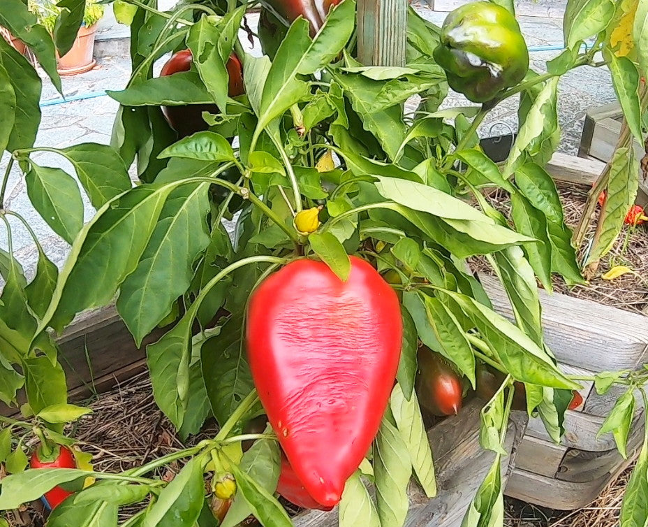 Nafanja DER TOMATENFLÜSTERER