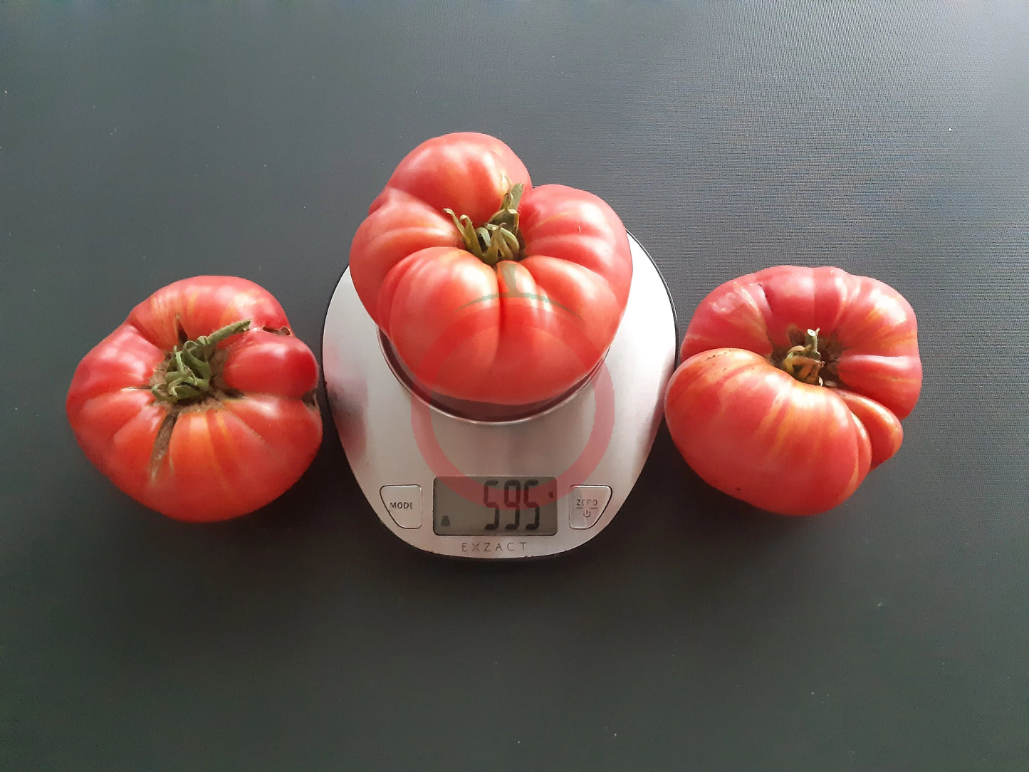 Nahuelbuta Pink DER TOMATENFLÜSTERER