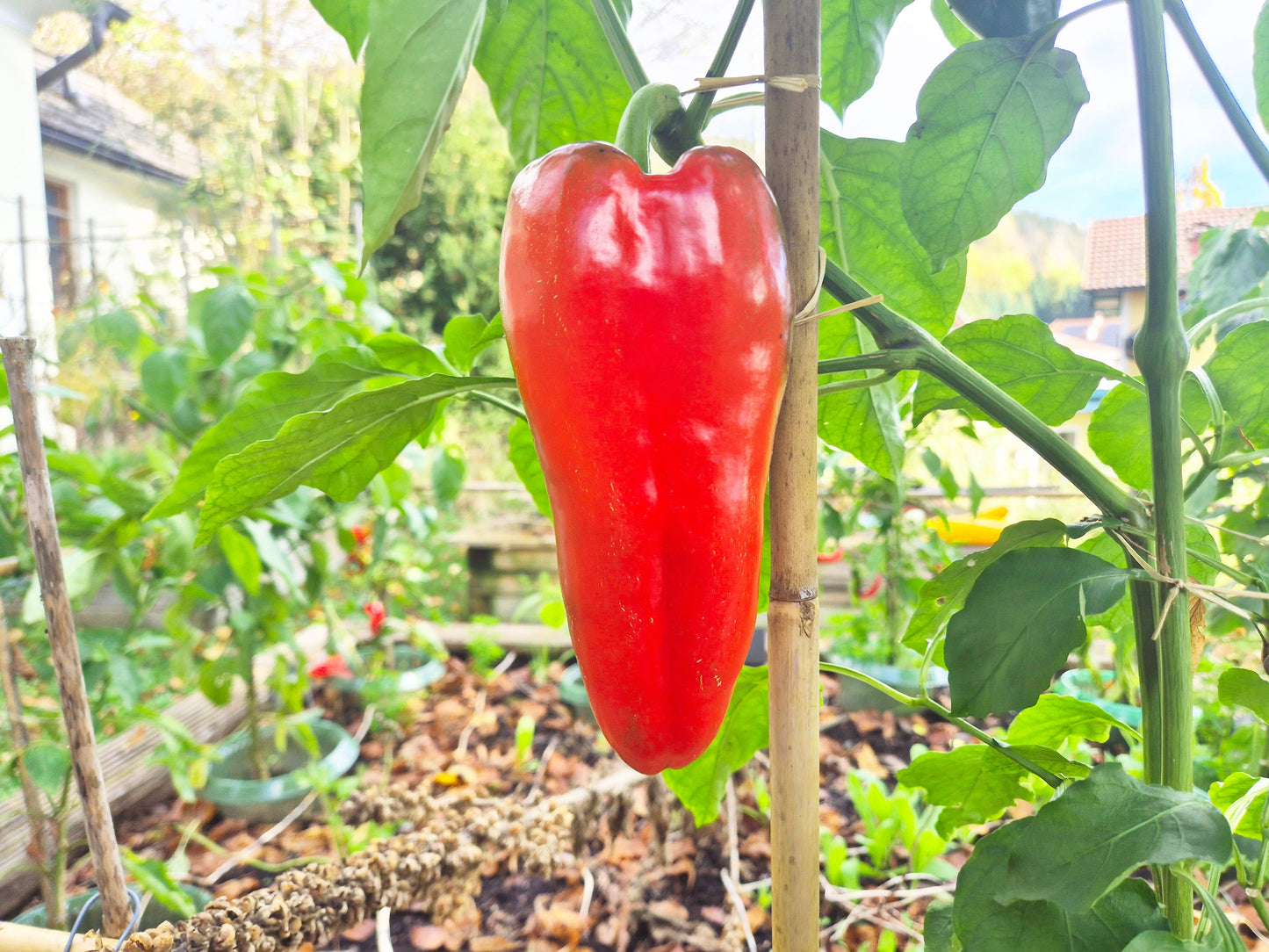 Najerano DER TOMATENFLÜSTERER