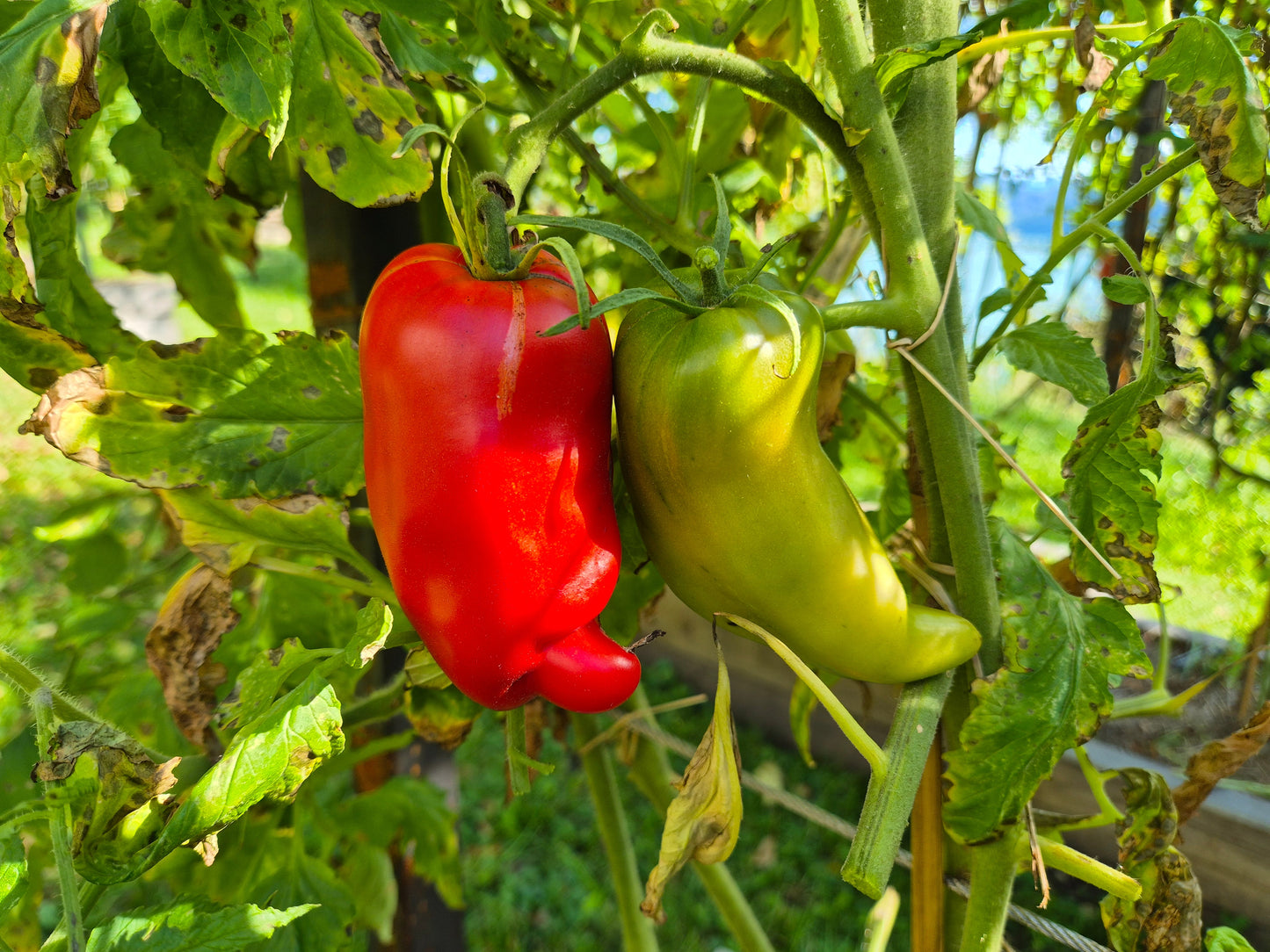 Nariz de Bruja DER TOMATENFLÜSTERER