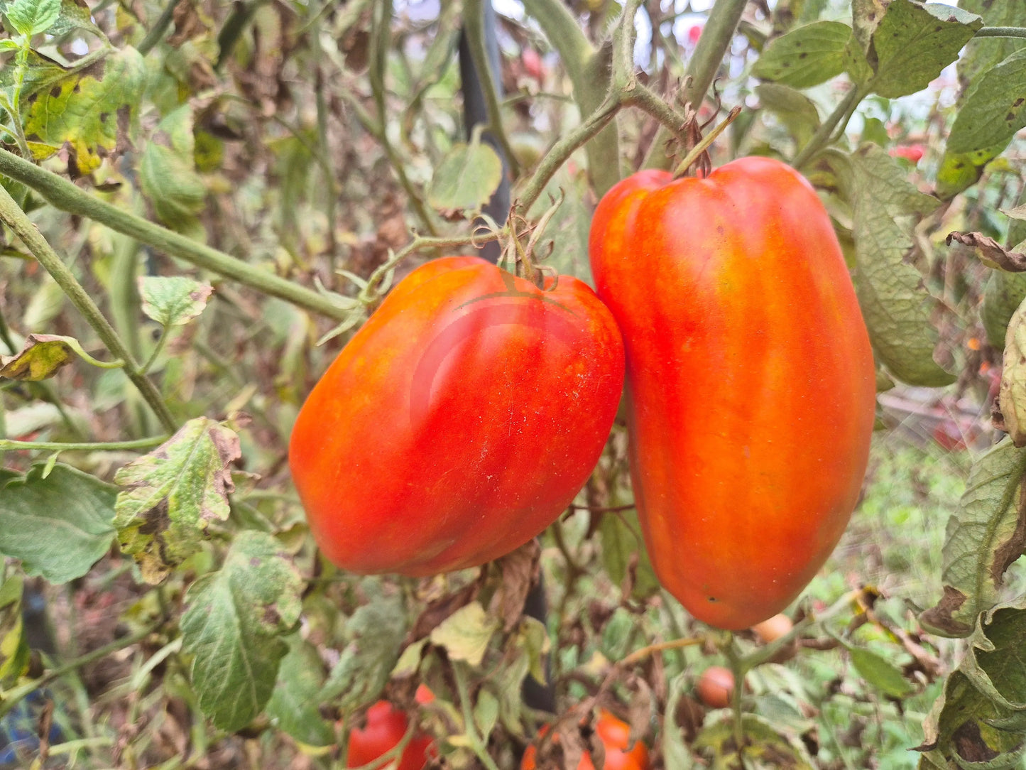 Nasone del Cavallino DER TOMATENFLÜSTERER