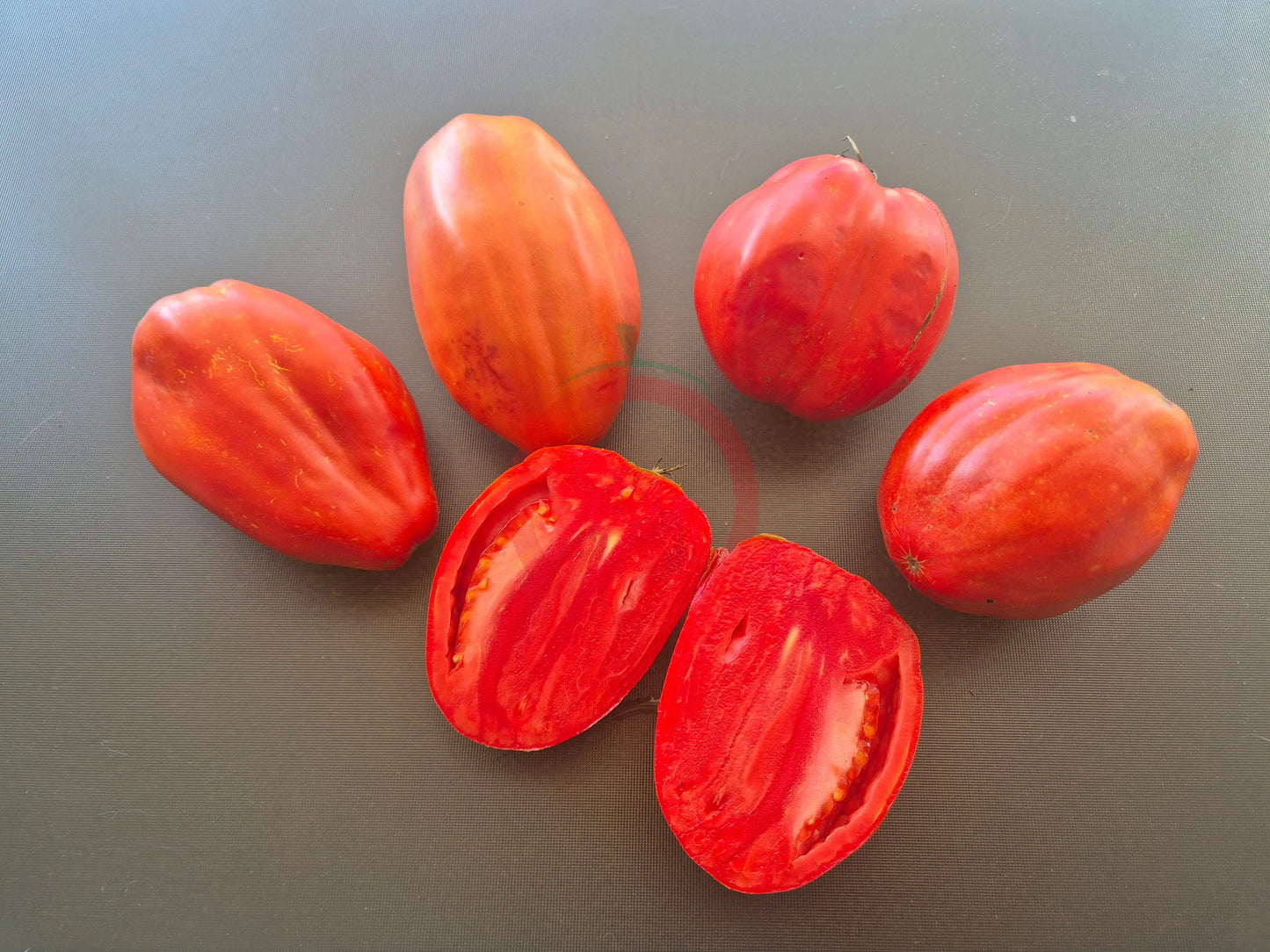 Nasone del Cavallino DER TOMATENFLÜSTERER