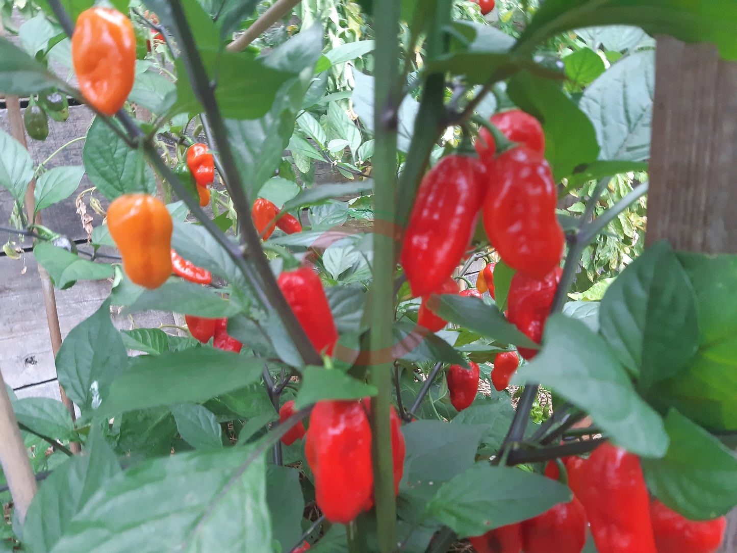Nazgul´s Breakfast Red F7 DER TOMATENFLÜSTERER