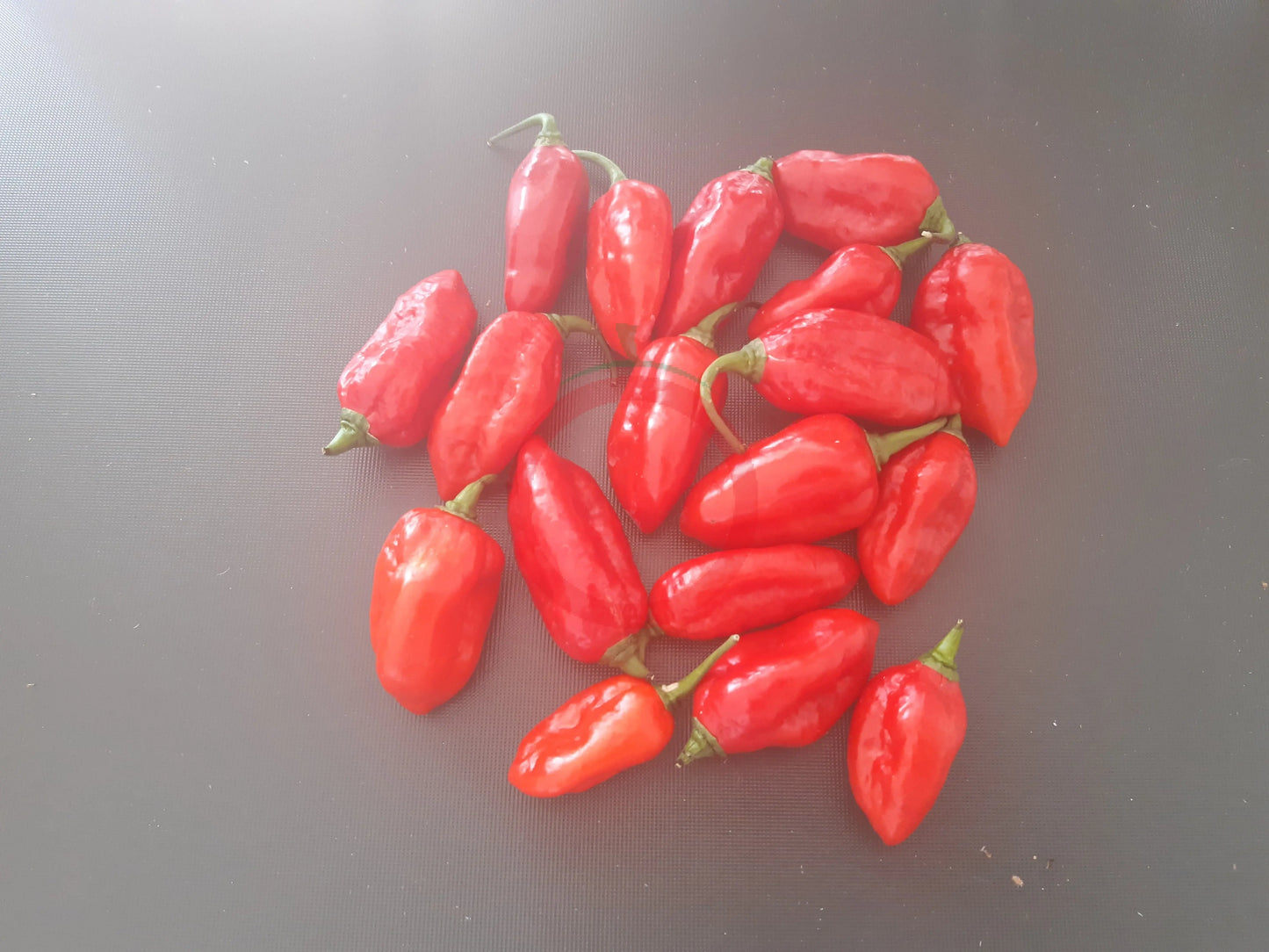 Nazgul´s Breakfast Red F7 DER TOMATENFLÜSTERER
