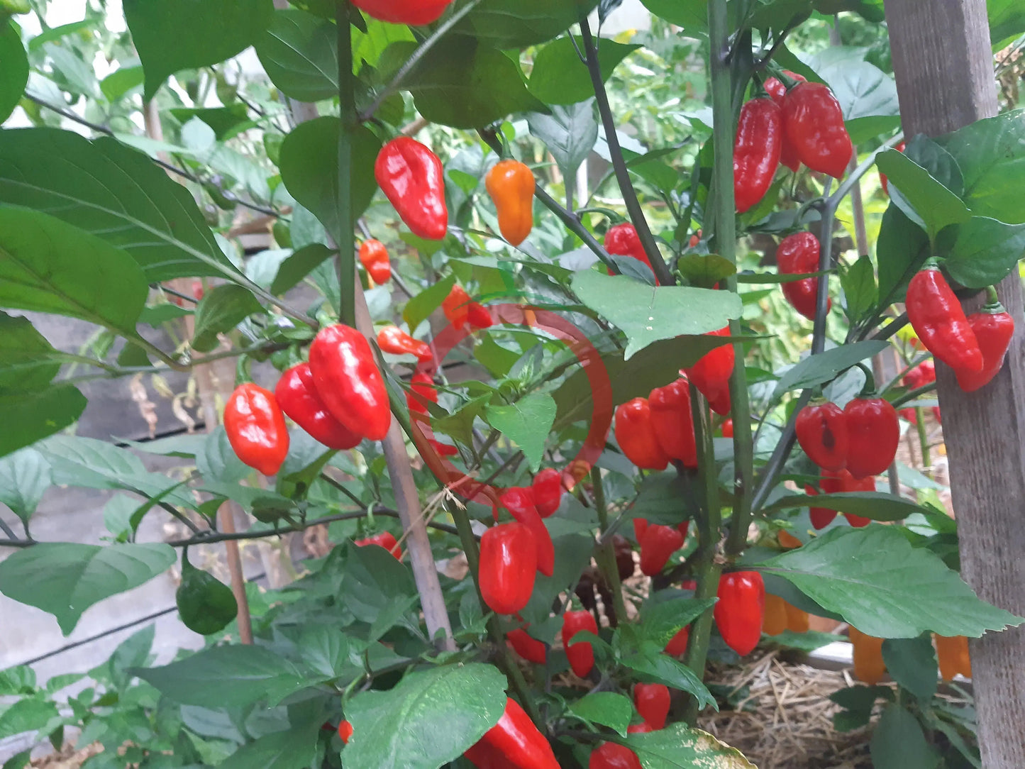 Nazgul´s Breakfast Red F7 DER TOMATENFLÜSTERER