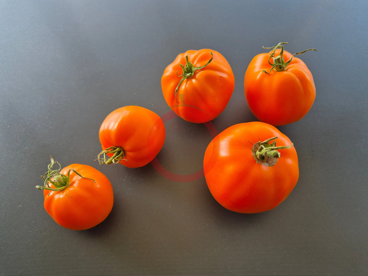 Nebraska Wedding DER TOMATENFLÜSTERER