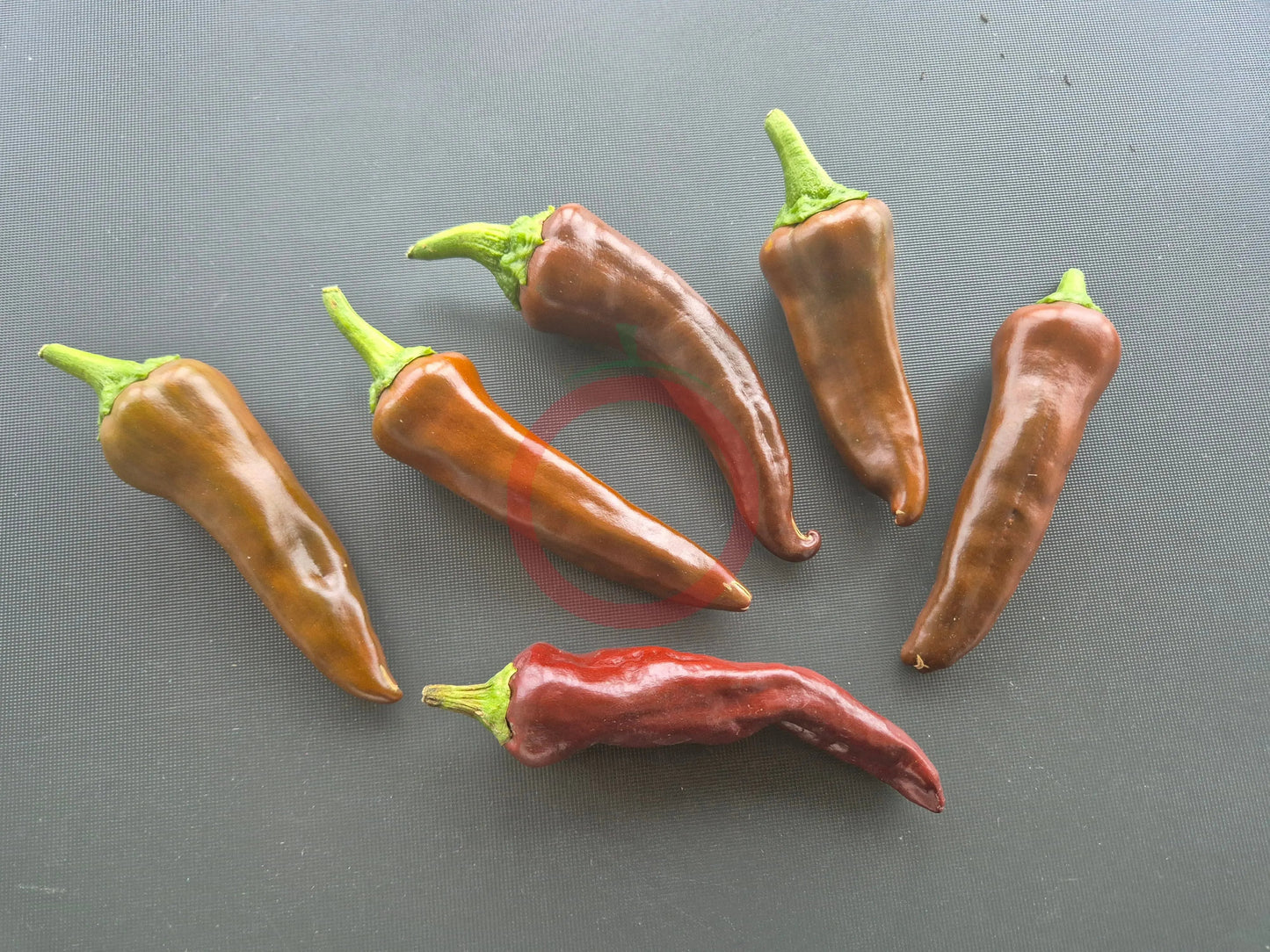 Negro De Valle DER TOMATENFLÜSTERER