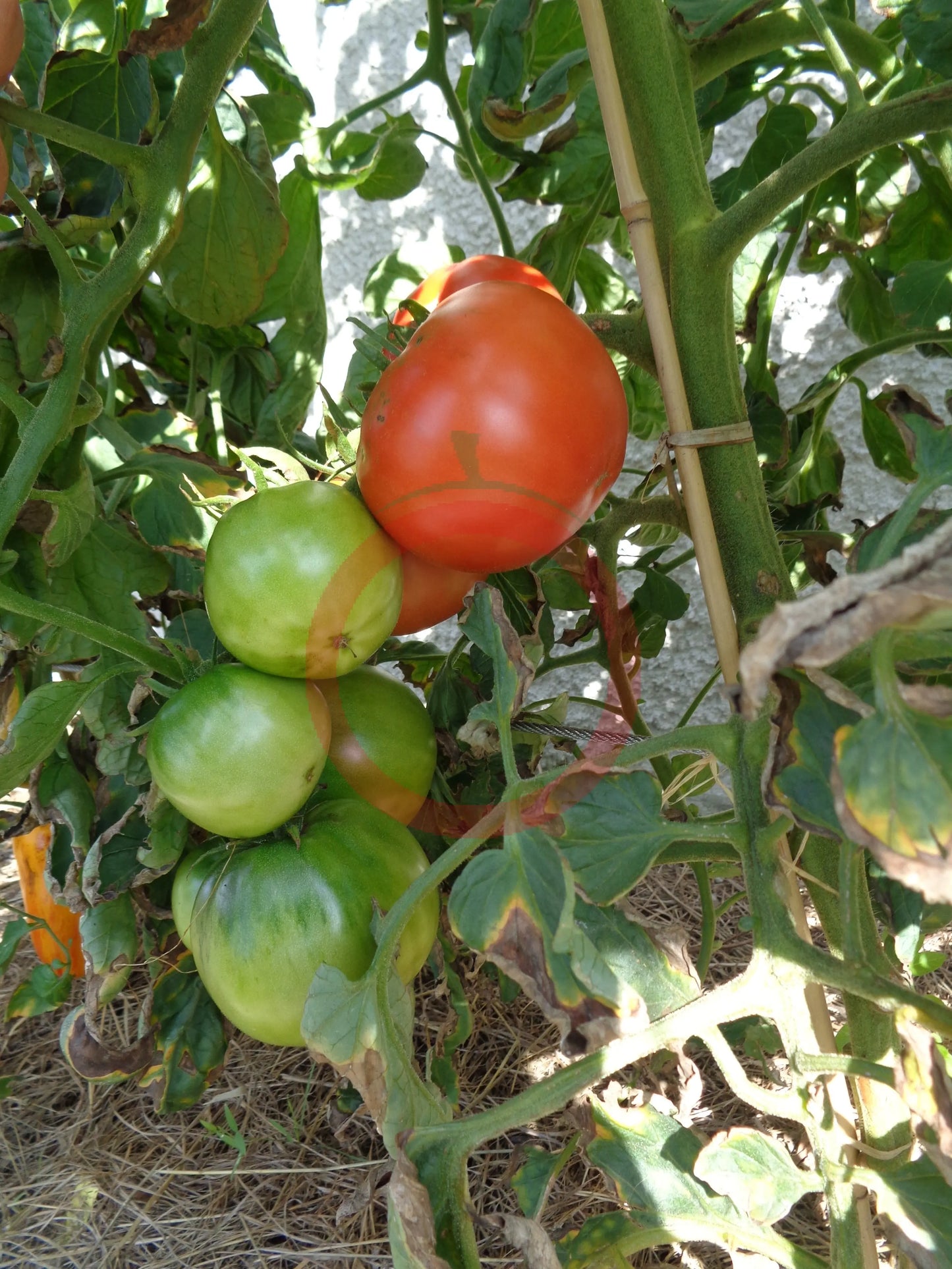 Nepal DER TOMATENFLÜSTERER
