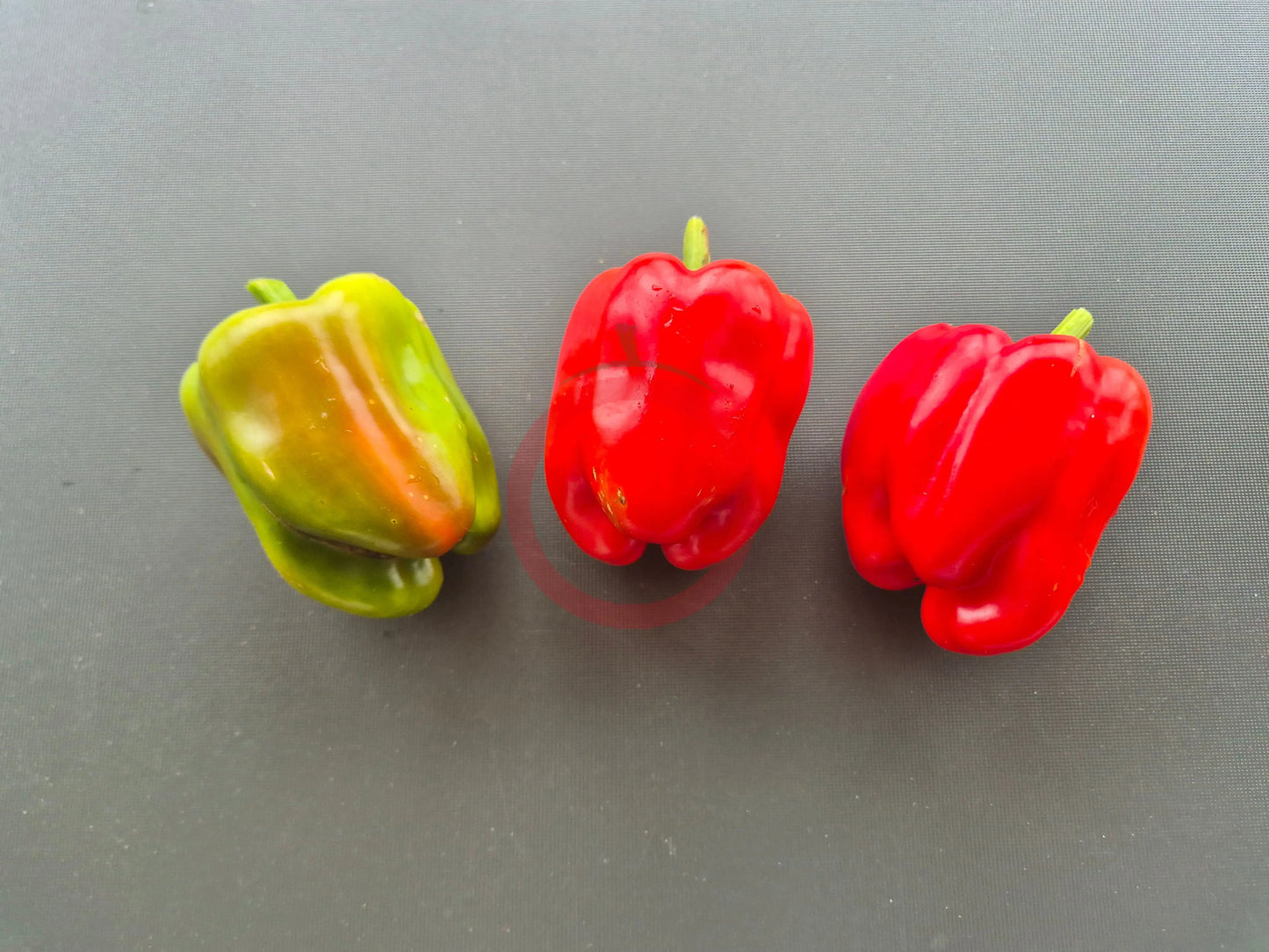 Neusiedler Ideal DER TOMATENFLÜSTERER