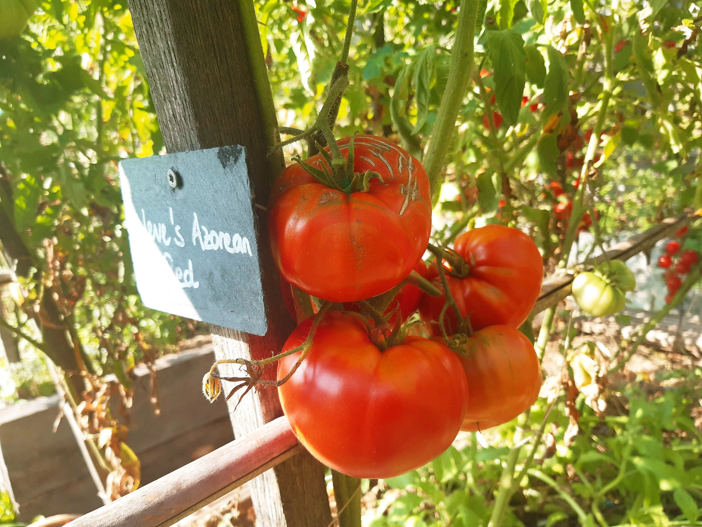 Neves Azorean Red DER TOMATENFLÜSTERER