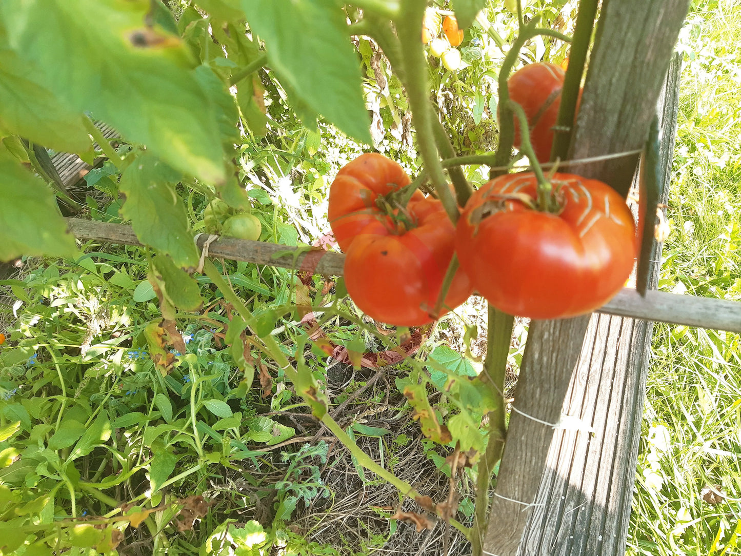 Neves Azorean Red DER TOMATENFLÜSTERER