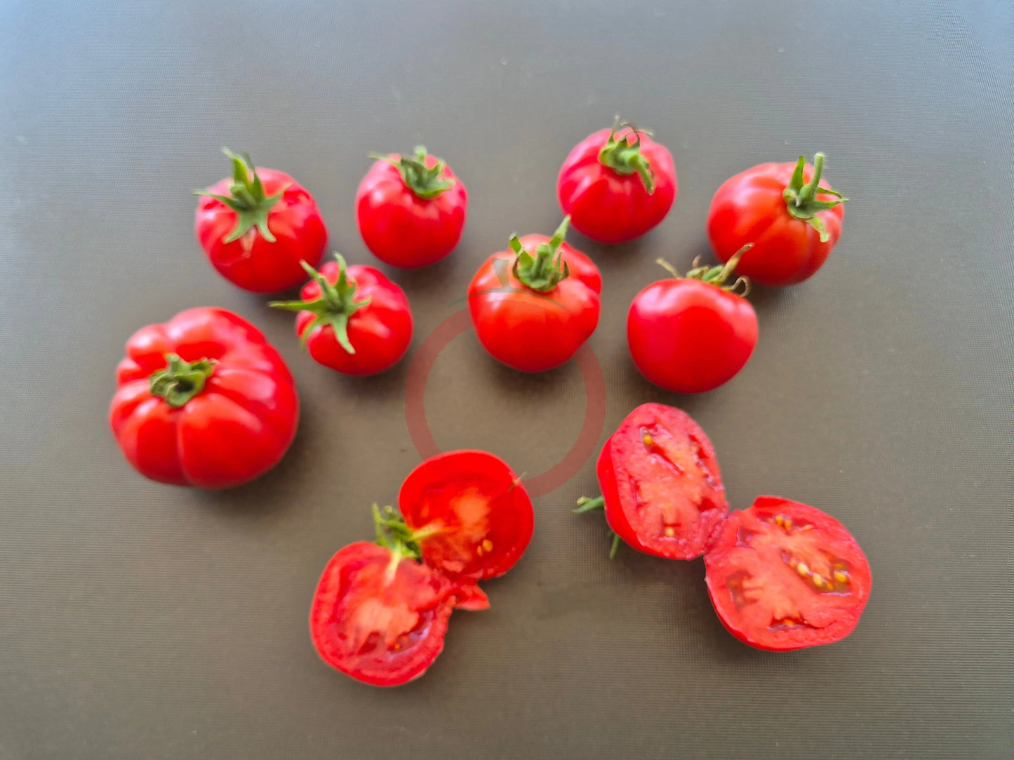 Nochtli DER TOMATENFLÜSTERER