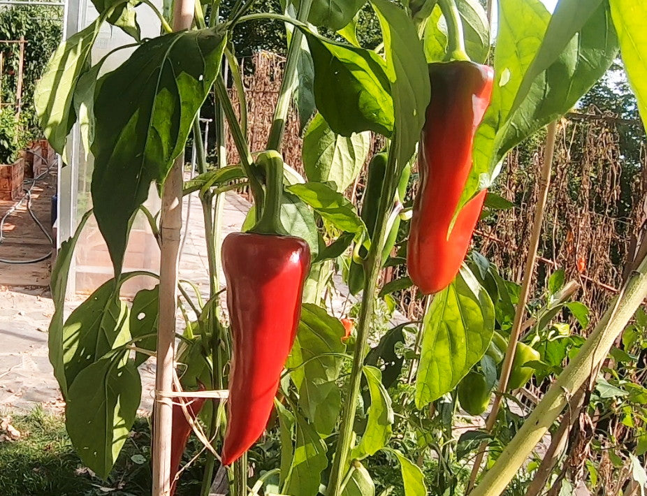 Noras de Candelada DER TOMATENFLÜSTERER